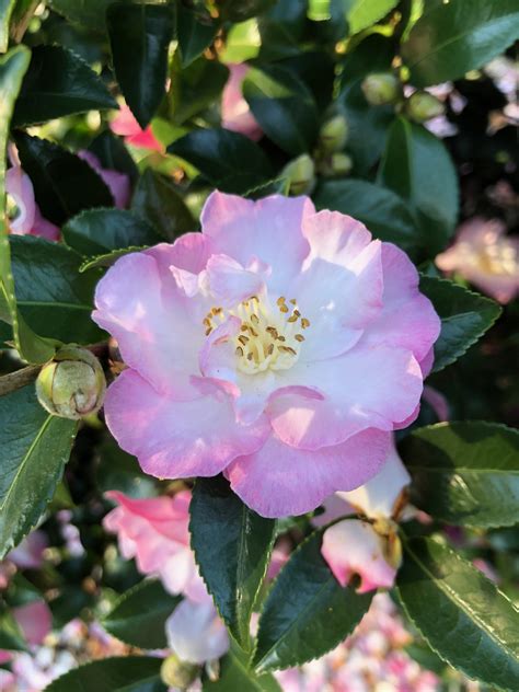 Celebrating Nature's Splendor: October's Camellias Paint the Morning Sky